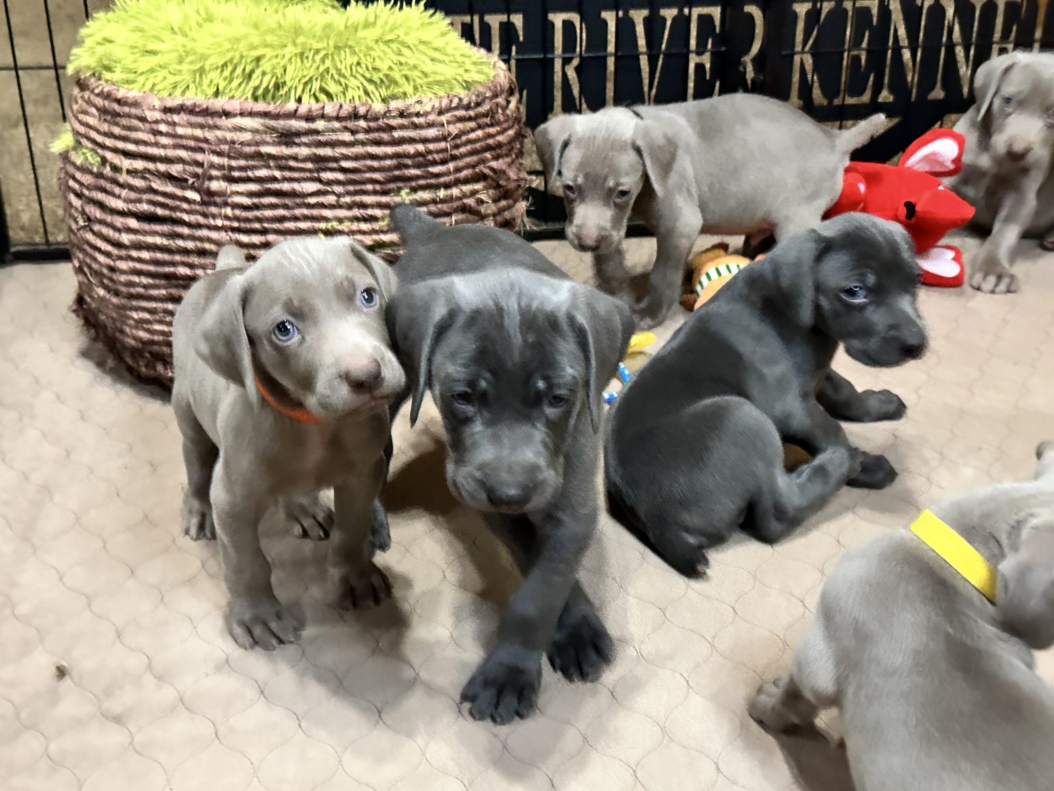Upcoming Litters – White River Kennels