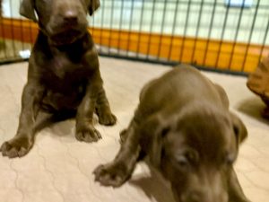 Stella & Colt's Weizsla Puppies