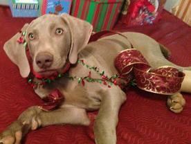 Colt, as a puppy 