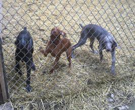 Gracie, Stella Vizsla, Sterling