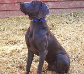 Jake Blue Weimaraner