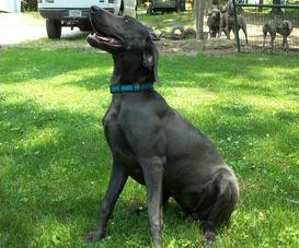 Zoey Blue Weimaraner