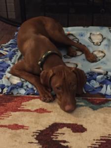 Vizsla
