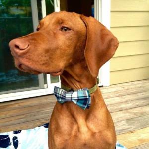 Vizsla