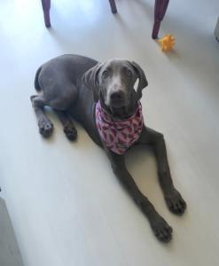 Silver Weimaraner