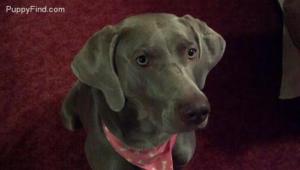 Silver Weimaraner