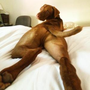 Vizsla