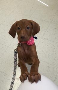 Vizsla