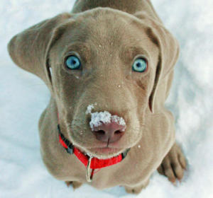 Silver Weimaraner