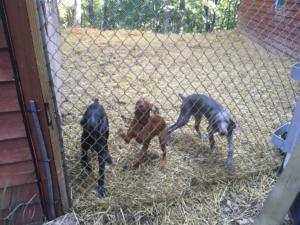 Blue Weimaraner, Silver Weimaraner and Vizsla