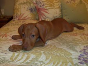 Vizsla