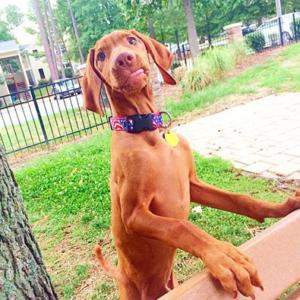Vizsla