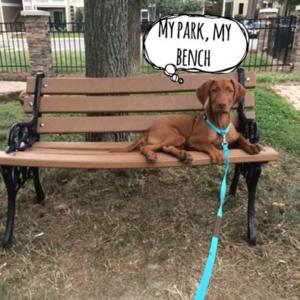 Vizsla