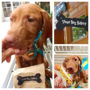 Vizsla