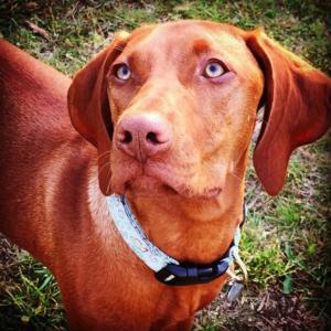 Vizsla