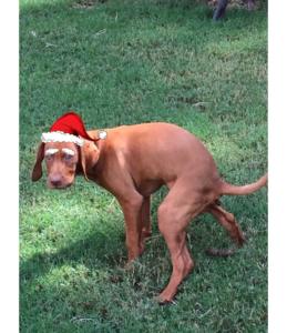 Vizsla
