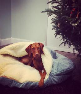 Vizsla
