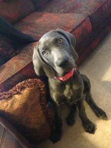 Blue Weimaraner