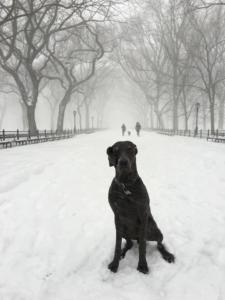Blue Weimaraner