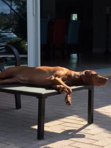 Vizsla