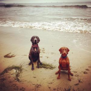 Vizsla and Blue Weimaraner