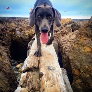 Blue Weimaraner