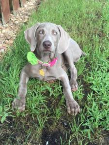 Silver Weimaraner