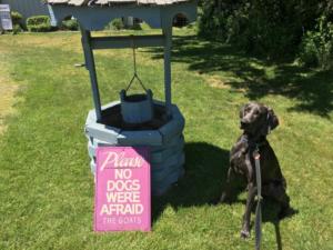 Blue Weimaraner