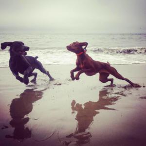 Blue Weimaraner and Vizsla