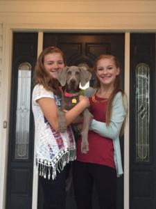Silver Weimaraner