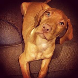 Vizsla
