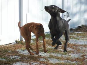 Vizsla and Blue Weimaraner