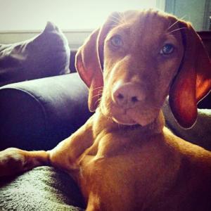 Vizsla