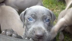 Blue Weimaraner