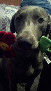 Silver Weimaraner