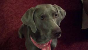 Chloe Silver Weimaraner