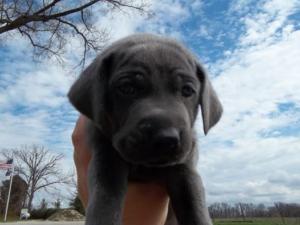 Blue Weimaraner