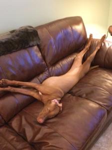 Vizsla