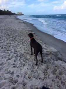 Blue Weimaraner