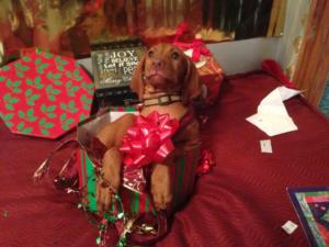 Vizsla
