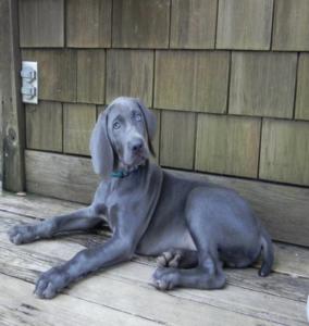 Blue Weimaraner