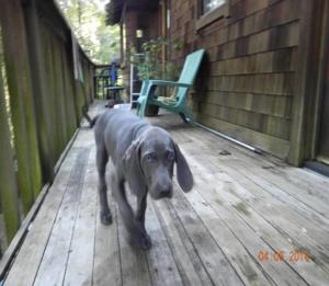 Blue Weimaraner