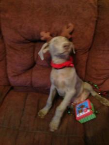 Silver Weimaraner Colt puppy picture