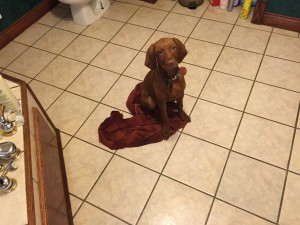 Vizsla 