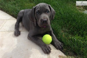Blue Weimaraner