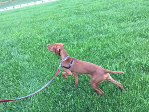Vizsla 