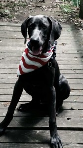 Blue Weimaraner