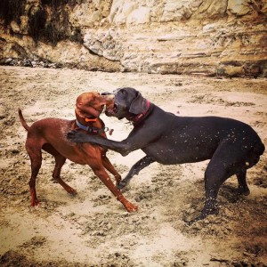 Vizsla and Blue Weimaraner