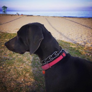 Blue Weimaraner
