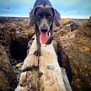 Blue Weimaraner